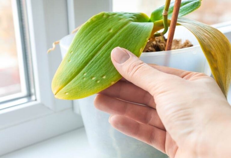 Pourquoi Les Feuilles De Mon Orchid E Deviennent Elles Jaunes Du