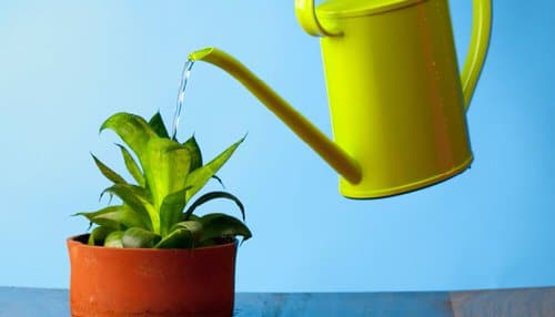 Arrosez vos plantes avec de l'eau filtrée !