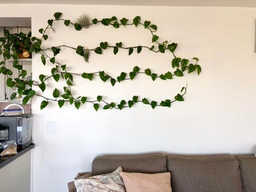 Accrocher les plantes d'intérieur au mur avec des clous