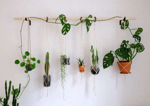 Mur de plantes suspendues
