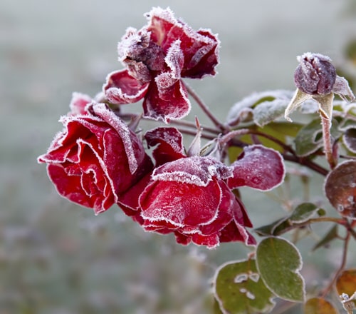 Les plantes qui ont été endommagées par le froid doivent être sauvées.