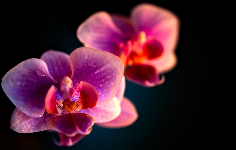 Soins des orchidées après la chute des fleurs (+ comment inciter votre orchidée à refleurir)