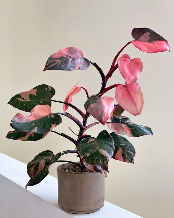 Soins du Philodendron Pink Princess : Conseils éprouvés pour garder le rose