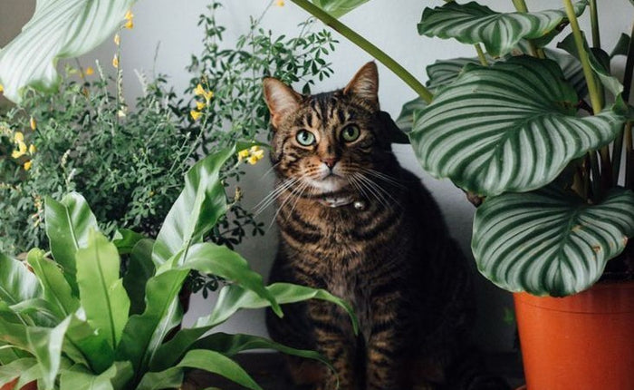 Le guide ultime pour éloigner les chats des plantes d’intérieur : 16 méthodes