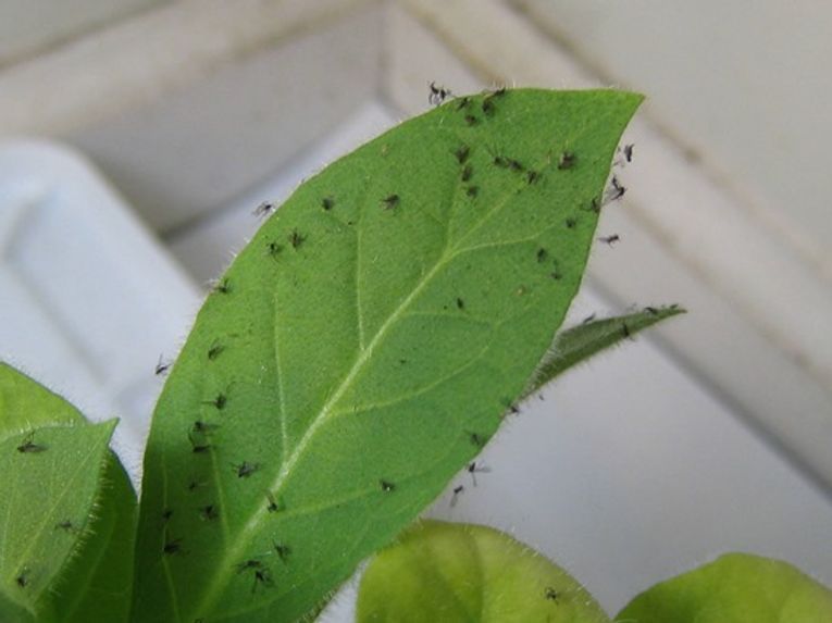 Comment se débarrasser naturellement des moucherons dans les plantes : 14 méthodes qui fonctionnent