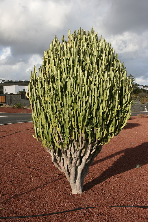 Comment prendre soin de votre Euphorbia Trigona ?