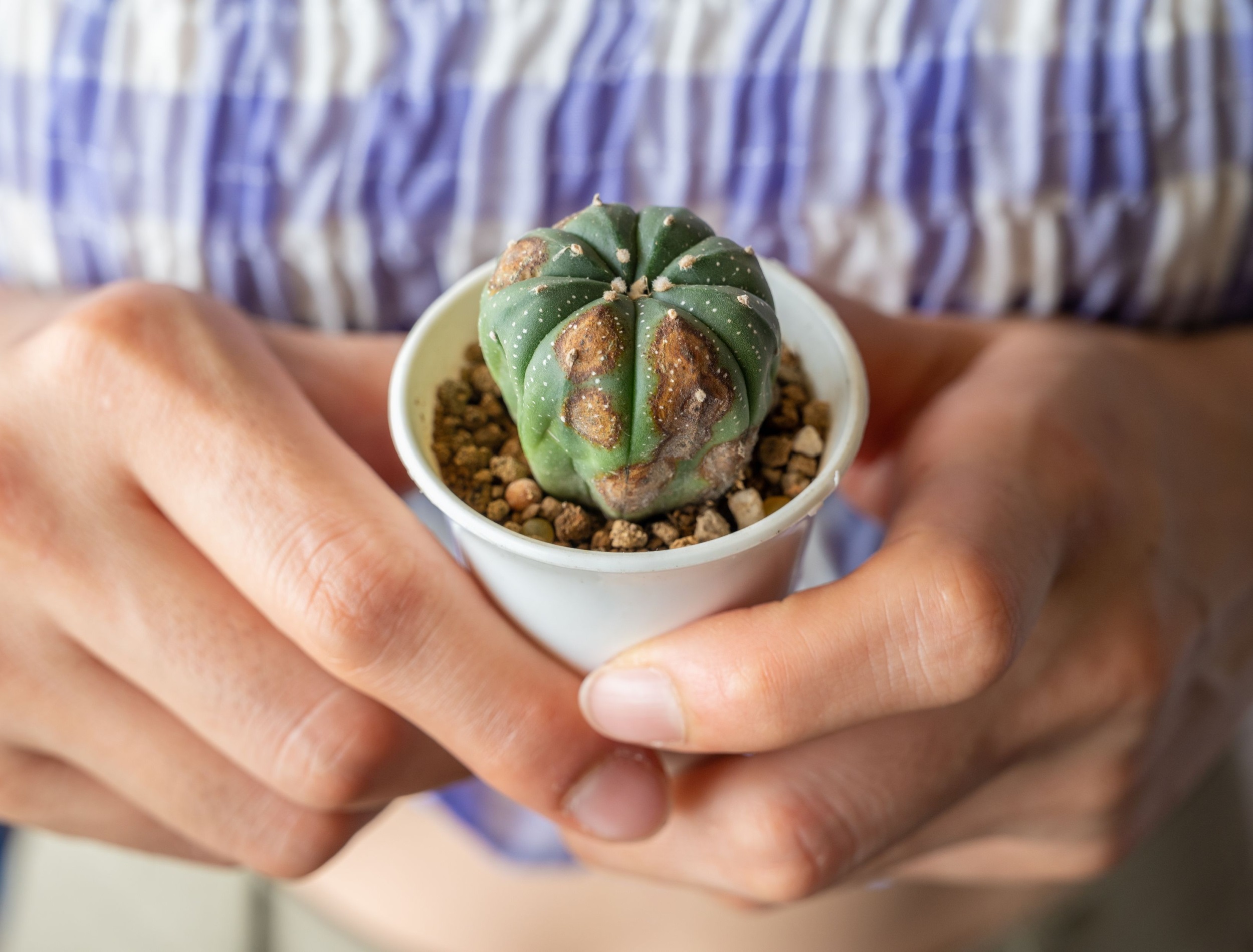 6 raisons pour lesquelles votre cactus devient brun et comment y remédier