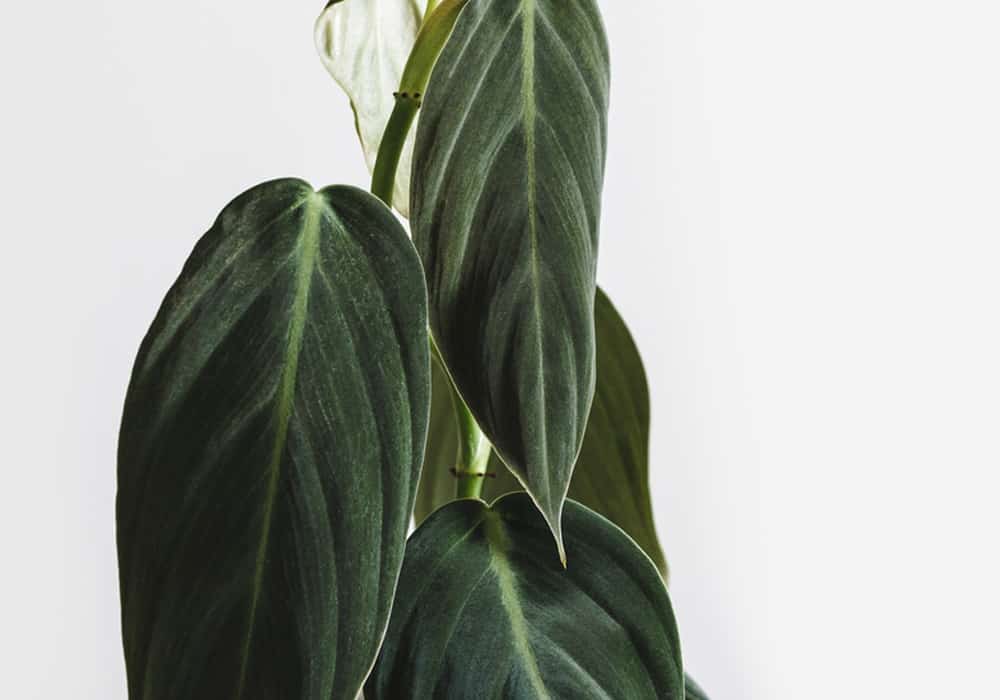 Soin du Philodendron Gigas