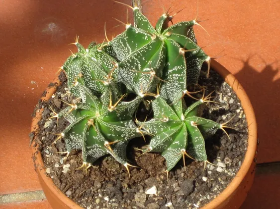 Comment se débarrasser des cochenilles sur votre cactus