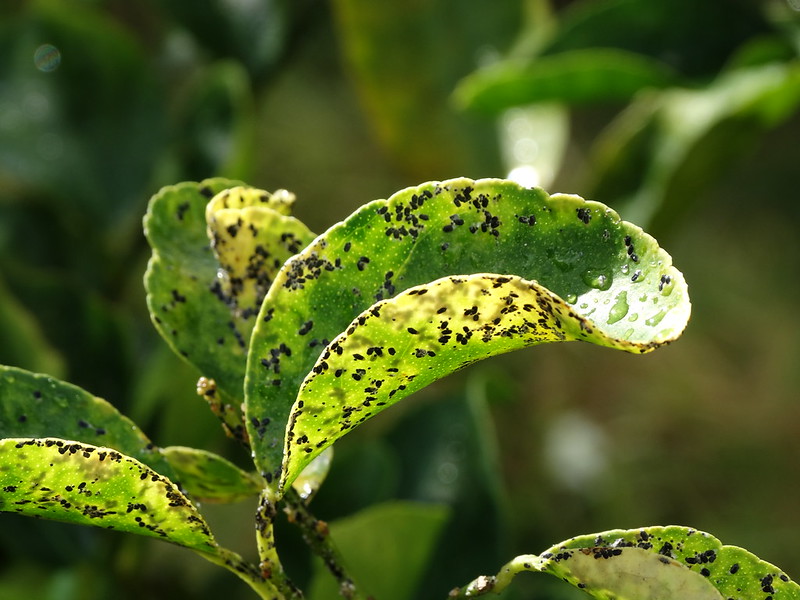 Quelle est la cause des taches noires sur les feuilles de citronnier ?