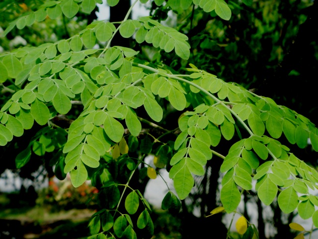 Comment cultiver le Moringa à l’intérieur (en 6 étapes faciles)