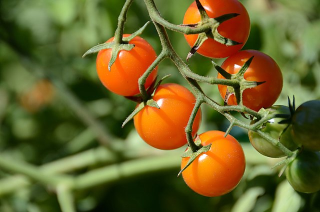 10 délicieux conseils pour cultiver des tomates cerises en pot
