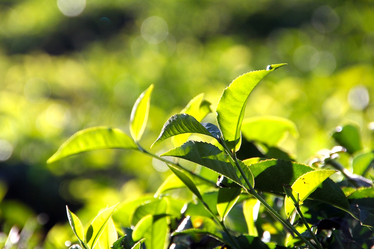Guide pour cultiver son propre thé (Thé vert et thé noir cultivés à la maison)