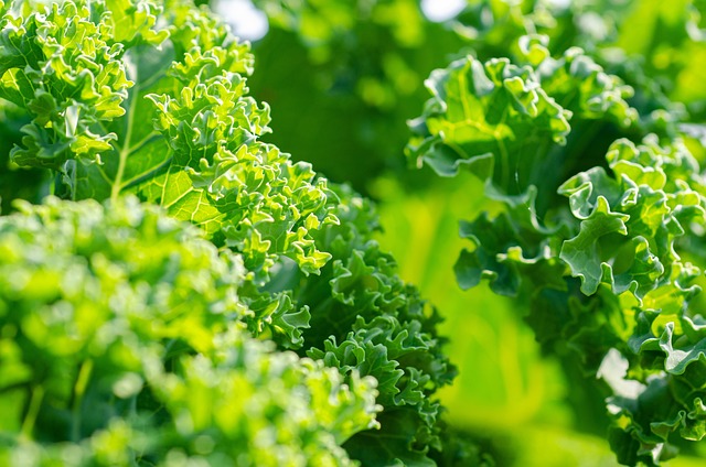 Quand et comment récolter le chou Kale pour qu’il continue à pousser 