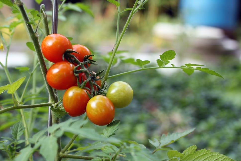 De combien de soleil les tomates ont-elles besoin pour mûrir ?
