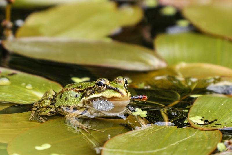 Comment attirer les grenouilles dans votre jardin