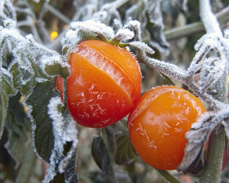 Que faire des plants de tomates en hiver ?