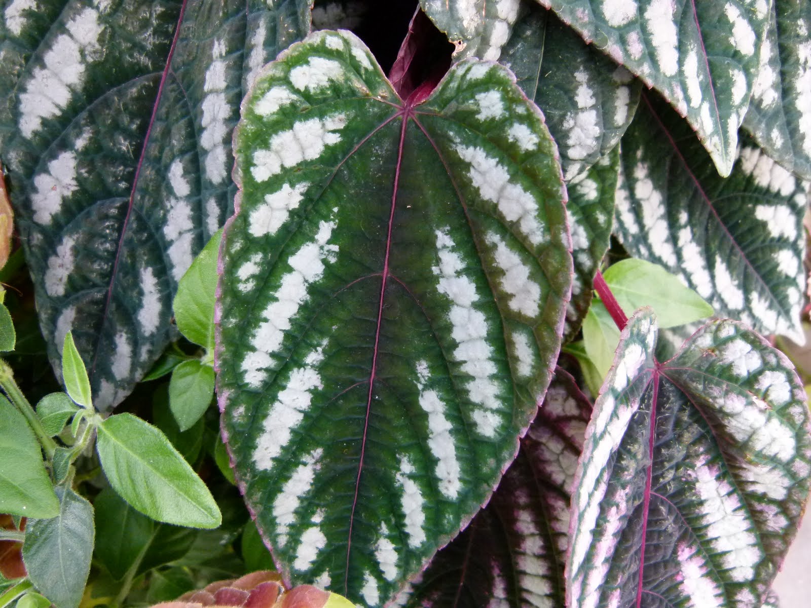 Cissus Discolor : Les secrets de l’entretien de cette plante d’intérieur étonnante