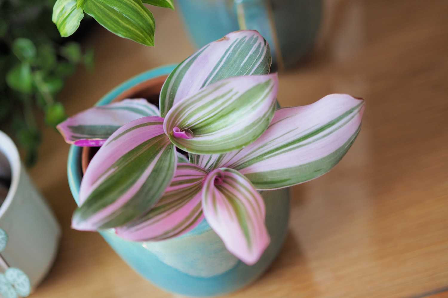 Plante Nanouk : La plante d’intérieur incontournable pour une touche de fantaisie dans votre maison